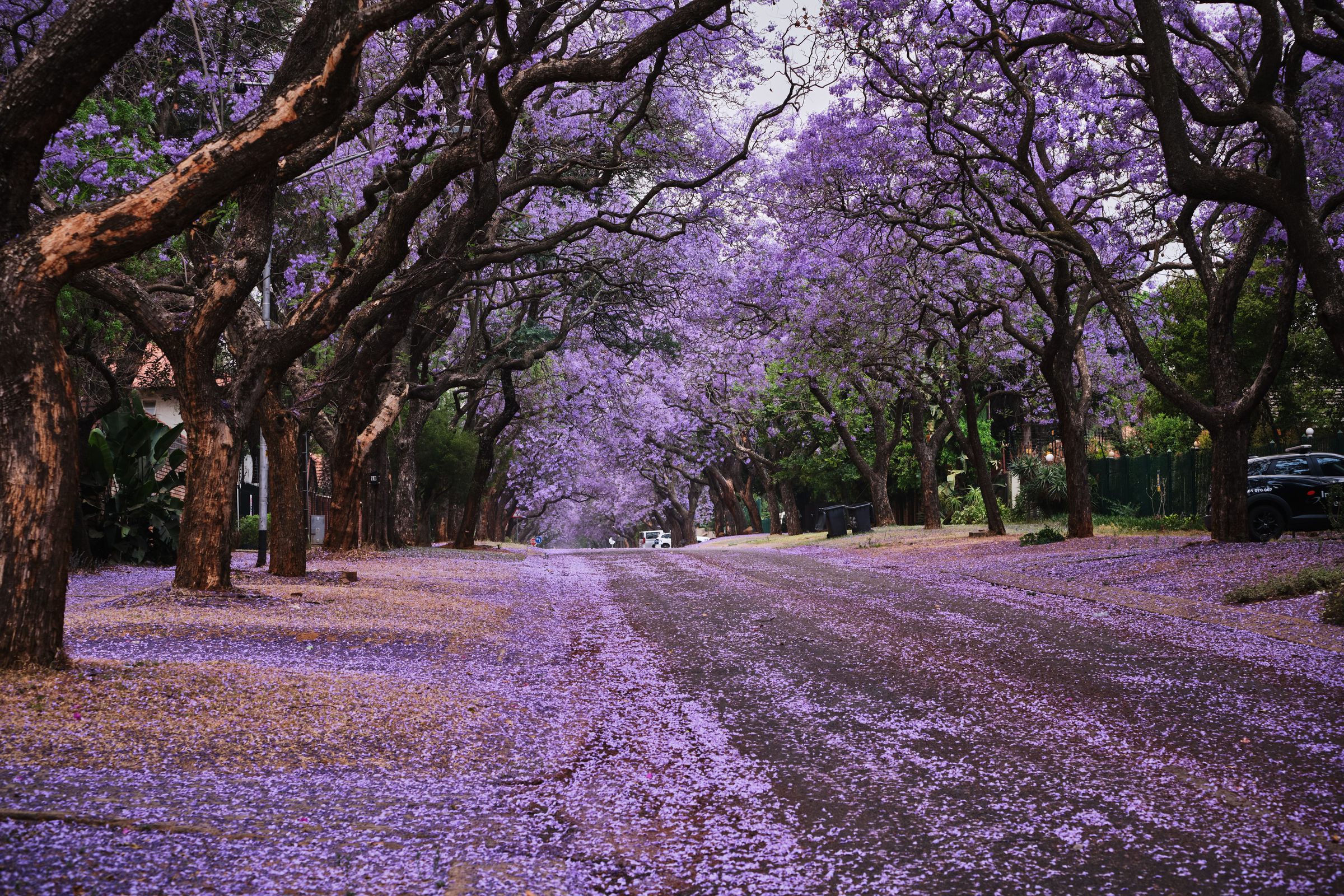 Jacaranda-lined street in full bloom, Pretoria